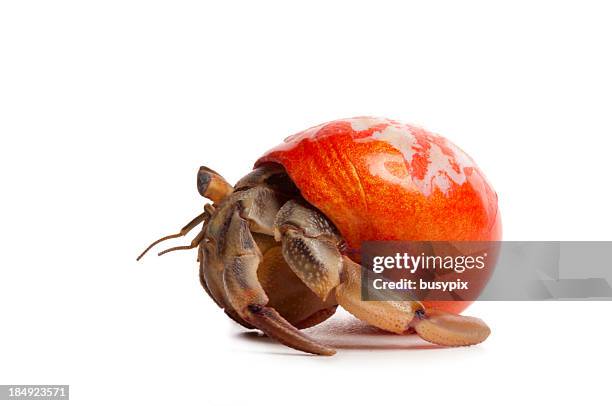 hermit crab with orange shell - hermit crab stock pictures, royalty-free photos & images