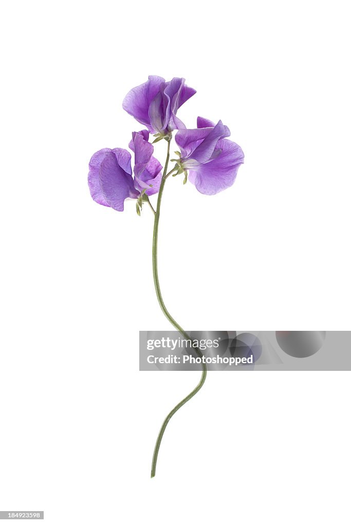 Sweet pea (Lathyrus odoratus)