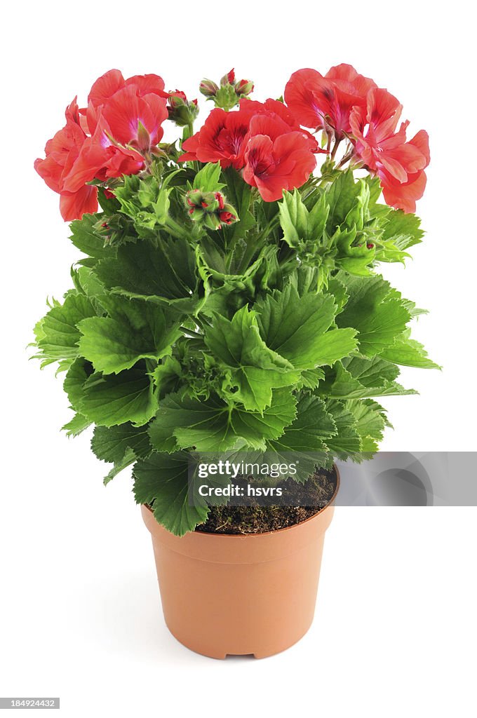 Red Pelargonium (Cransbill) isolated white background