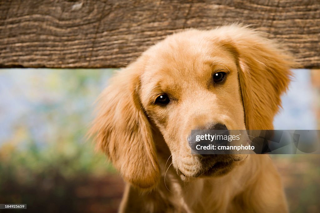 Curious Puppy looking between old fence boards