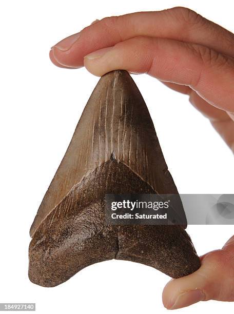 hand holding fossil megalodon (giant shark) tooth - megalodon stock pictures, royalty-free photos & images