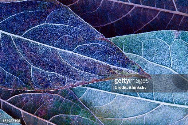 frosty foglie - macrofotografia foto e immagini stock