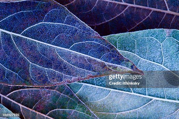 frosty leaves - frozen water stock pictures, royalty-free photos & images