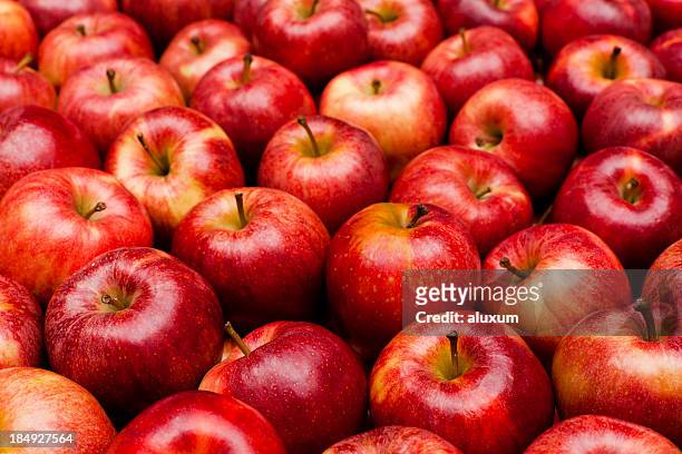 nahaufnahme von roten äpfeln royal gala - apple stock-fotos und bilder