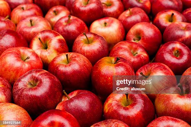 close-up of red royal gala apples - red apples stock pictures, royalty-free photos & images