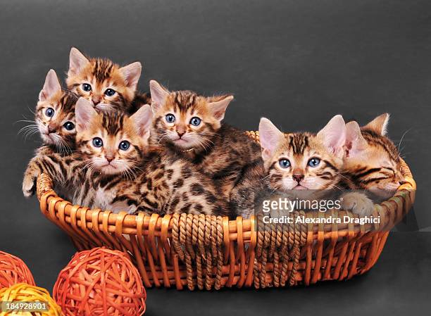 bengal kittens in a basket - kitten stock pictures, royalty-free photos & images
