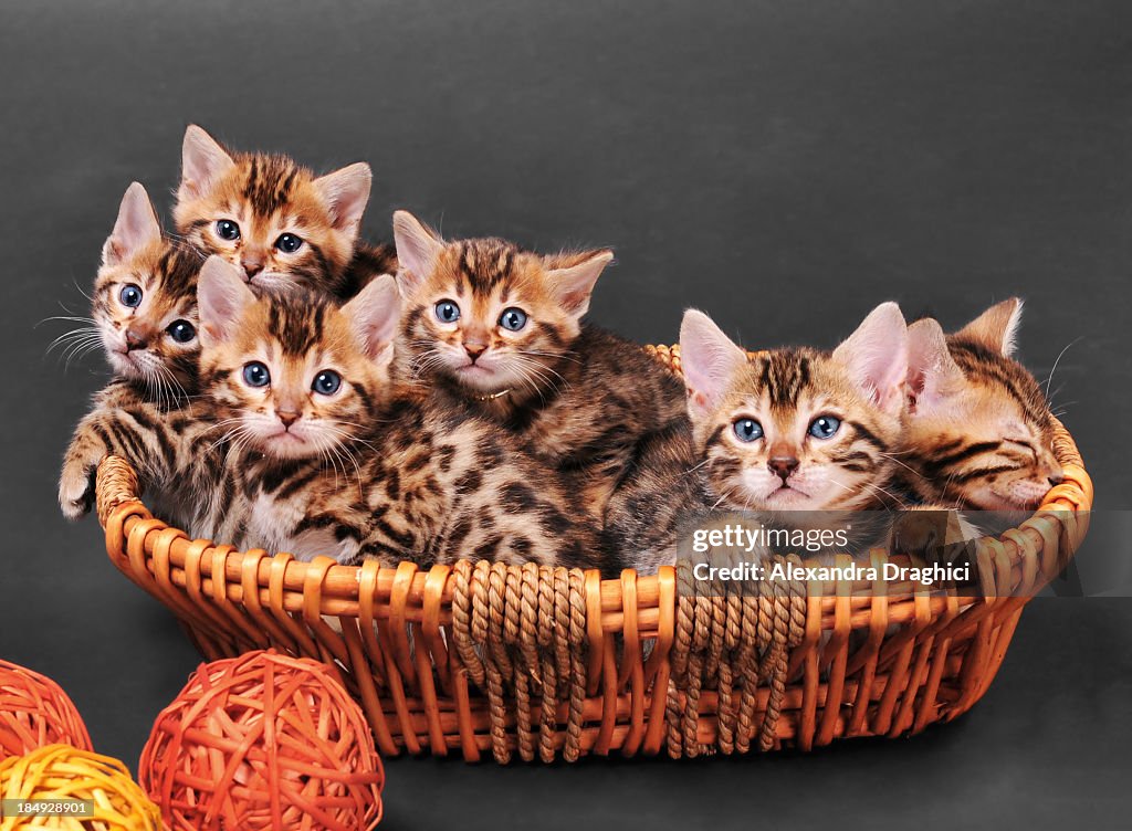 Bengal kittens in a basket