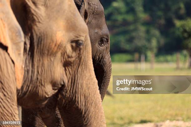 mutter und baby - elephant calf stock-fotos und bilder