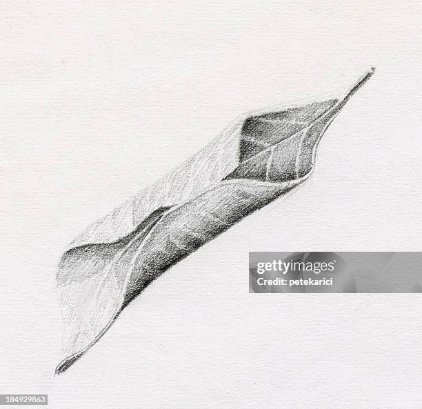 leaf sketch - sander stock illustrations