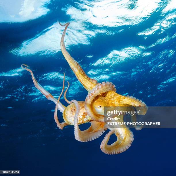 octopus under the surface - zuignap stockfoto's en -beelden