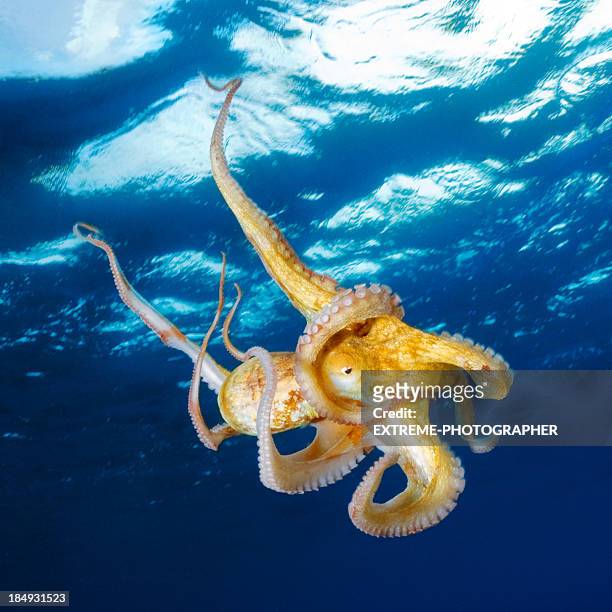 octopus under the surface - octpus stock pictures, royalty-free photos & images