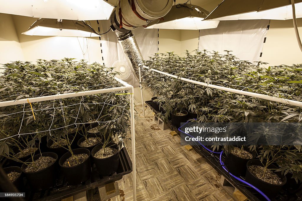 Indoor Marijuana Grow