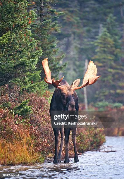 bull moose in forest pond - baxter state park stock pictures, royalty-free photos & images