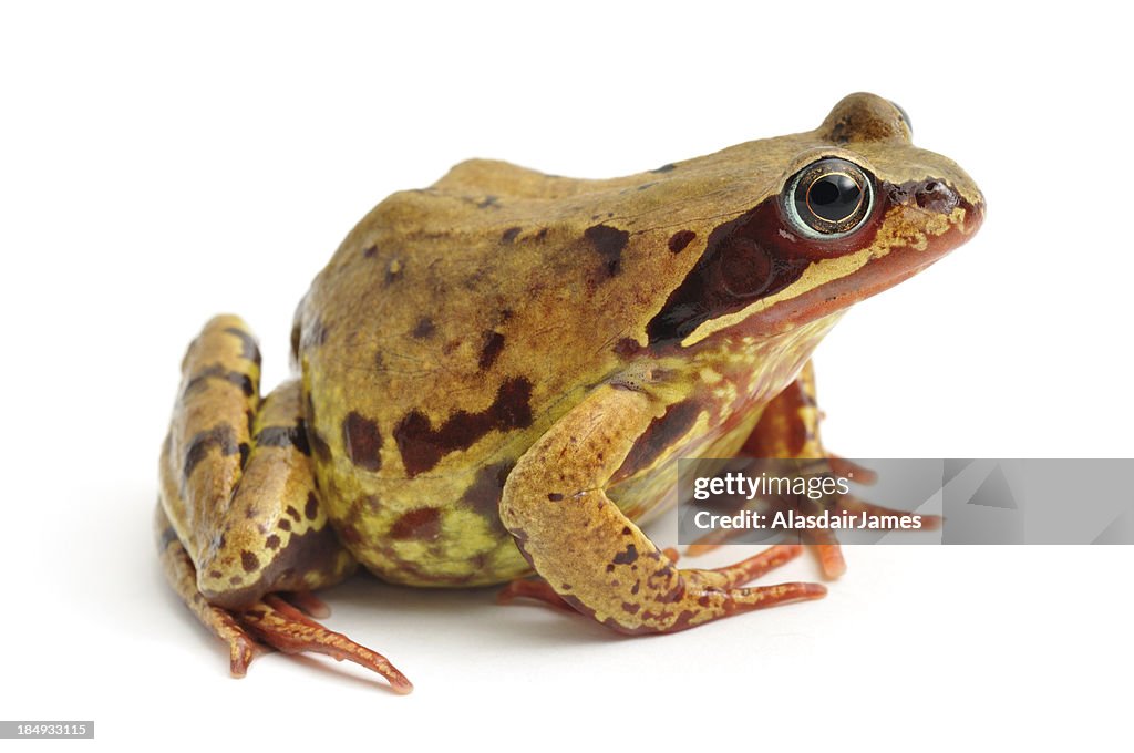 Common Frog(Rana temporaria) profile