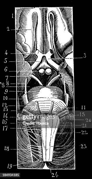 encephalon structure - eeg stock illustrations