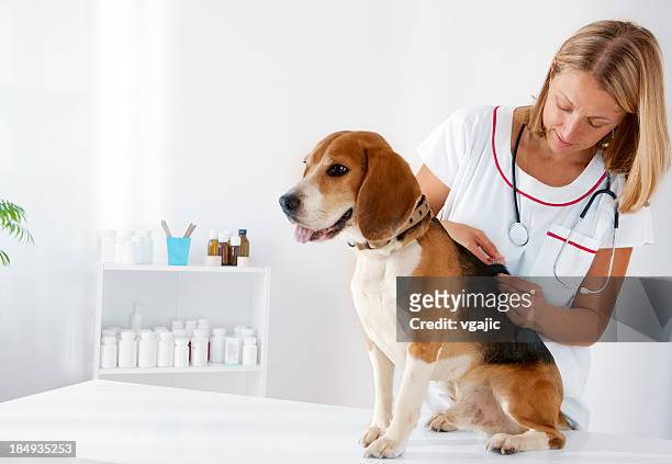 dog receiving vaccine - beagle stock pictures, royalty-free photos & images