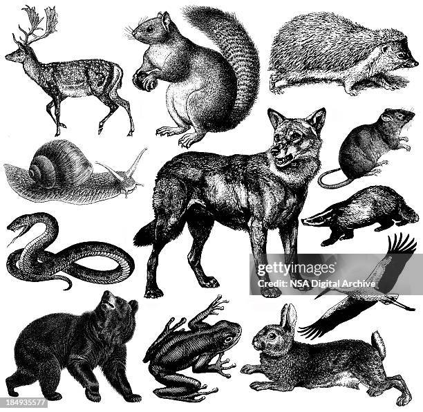 illustrazioni stock, clip art, cartoni animati e icone di tendenza di la fauna, illustrazioni fauna europea/vintage di animali clipart - rana