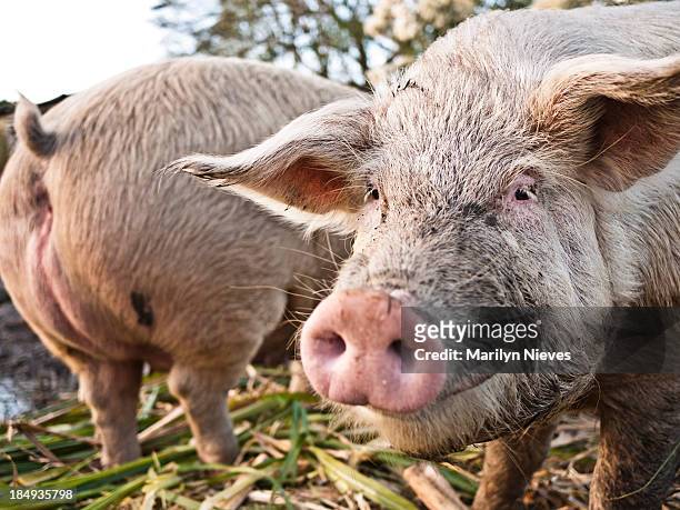 hog smile - hog farm stockfoto's en -beelden