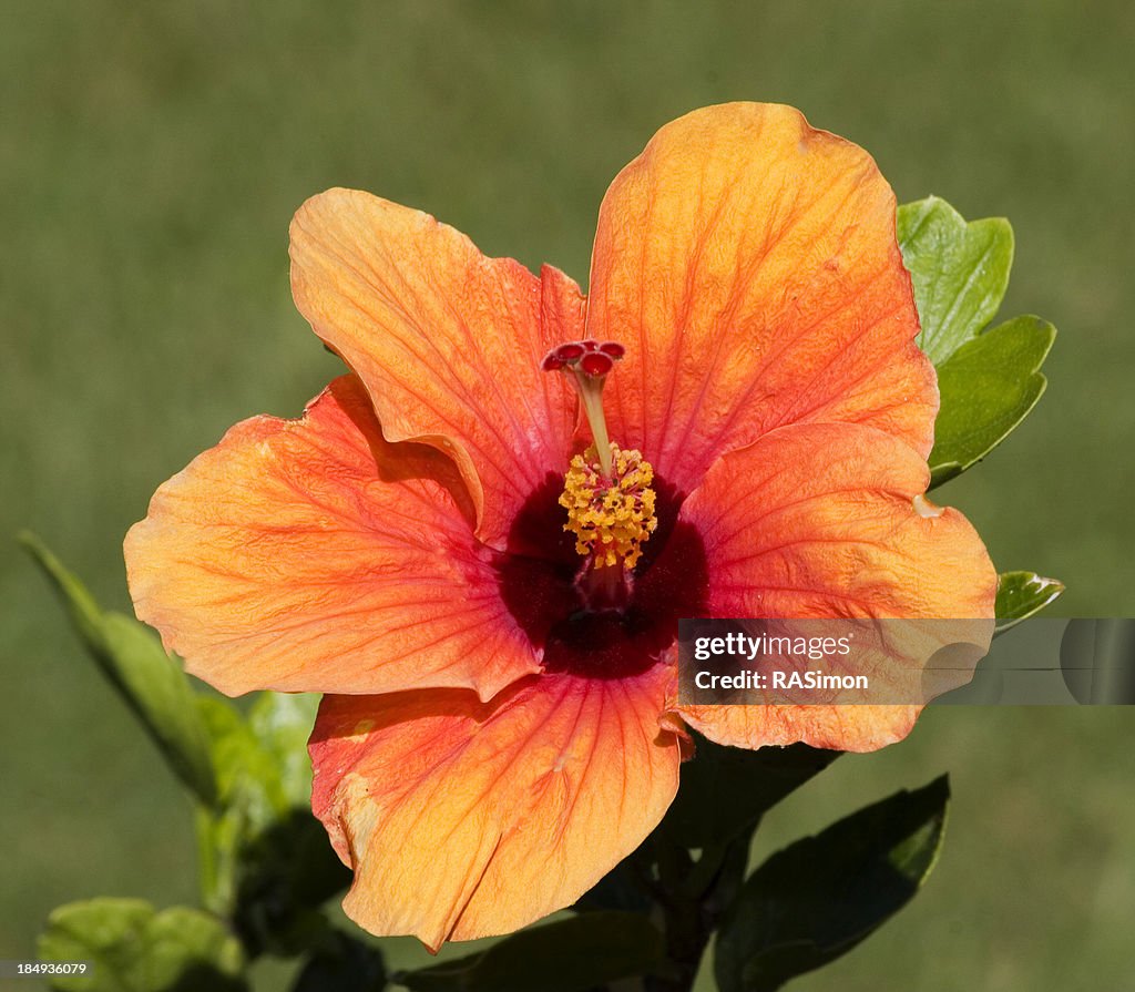 Laranja Hibisco