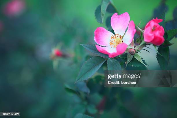 rosa canina - wildrose stock-fotos und bilder