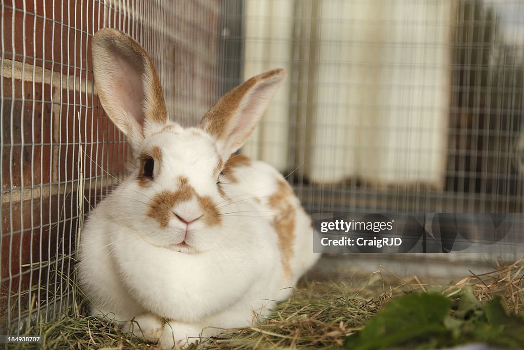 Pet Plus Rabbit Pet Rabbit High-Res Stock Photo - Getty Images