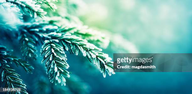 frost-covered spruce tree branch - winter stockfoto's en -beelden