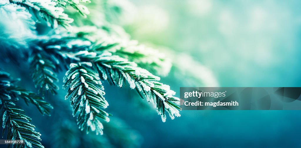 Frost-covered spruce tree branch