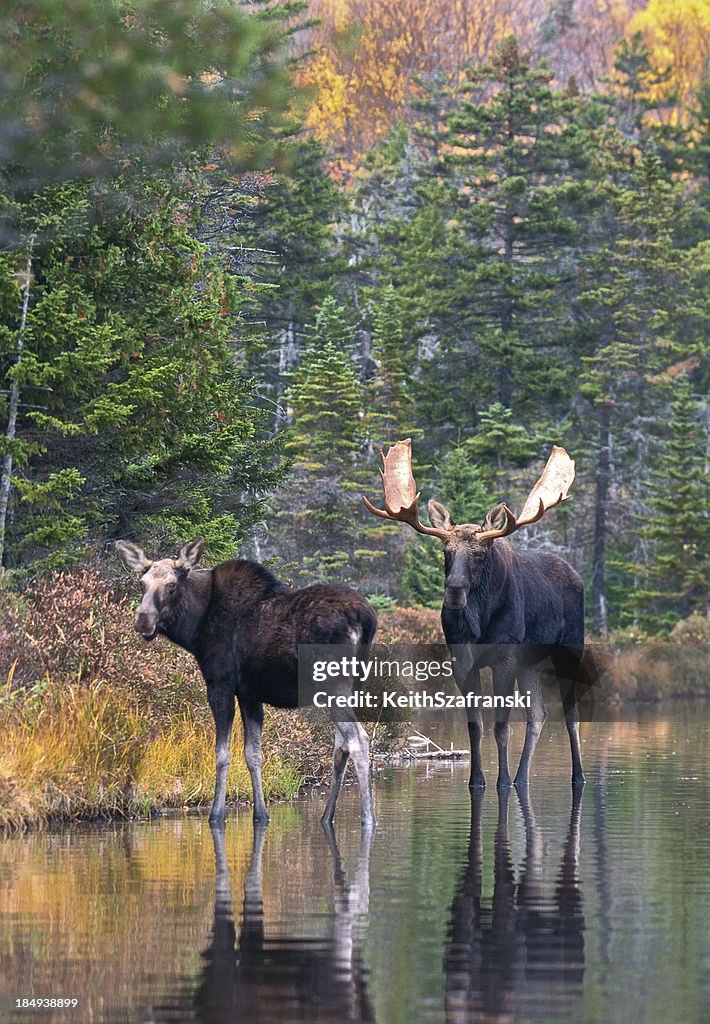 Moose Pair in Pond