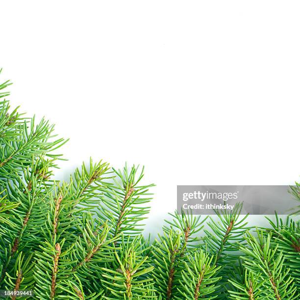 pine branch - fir tree leaves stock pictures, royalty-free photos & images