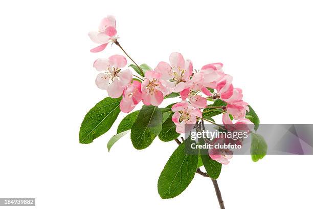 apple blossom - bloesem stockfoto's en -beelden