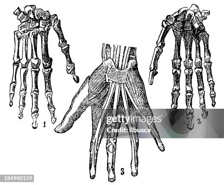 Humans Hannds Human Hand High-Res Vector Graphic - Getty Images