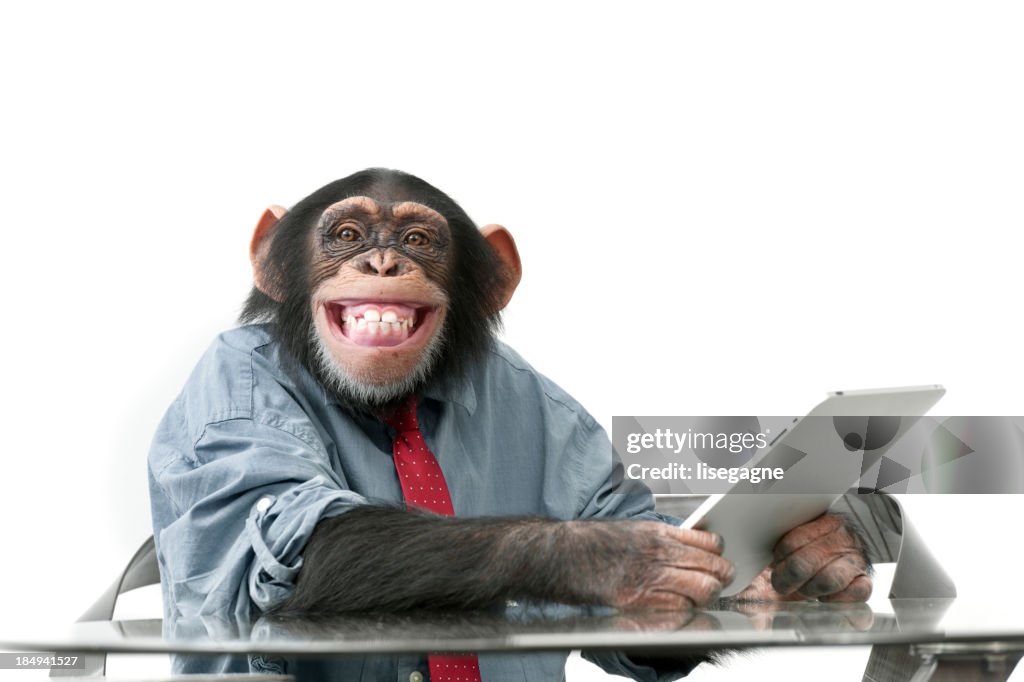 Male chimpanzee in business clothes