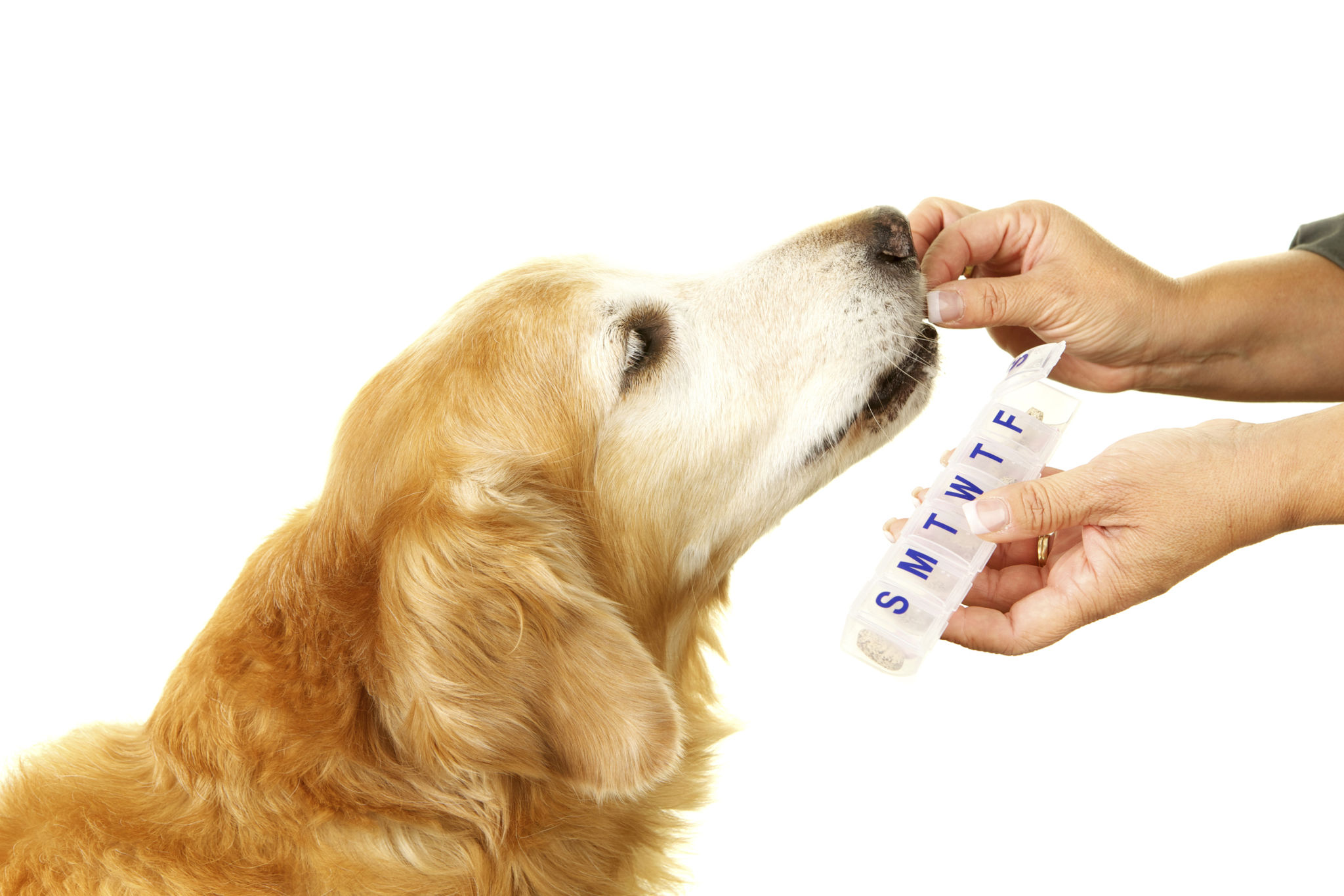 dog medication