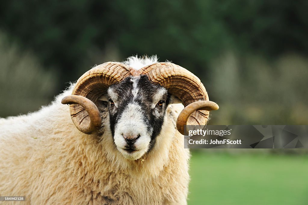 Black es ram in einem schottischen ländlichen Umgebung