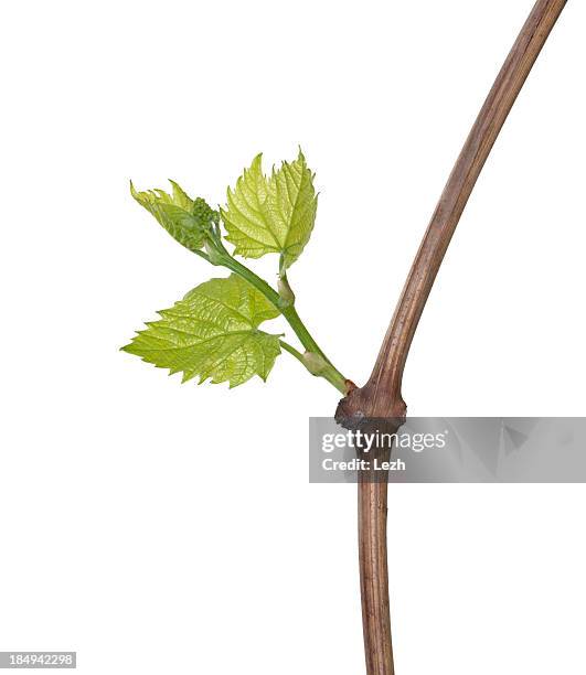 jeune de grapevine - twig photos et images de collection