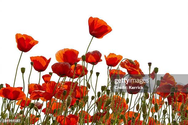 poppys isolé sur blanc - coquelicot photos et images de collection