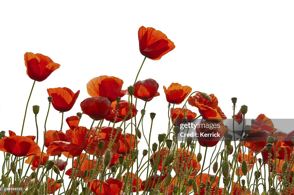 Poppys isolated on white