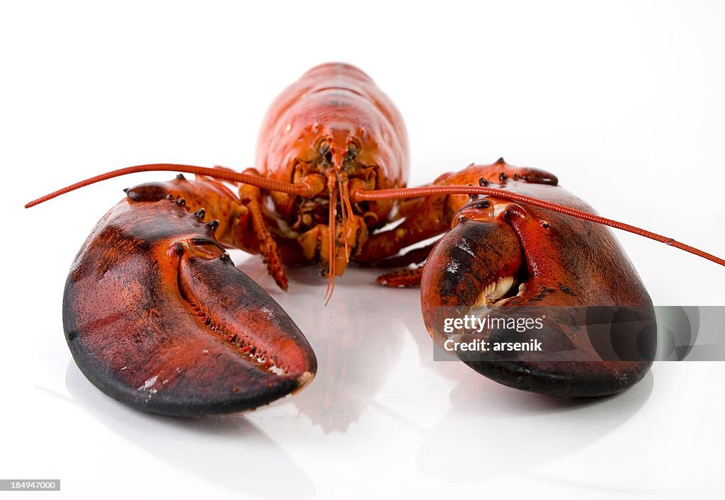 Jumbo lobster