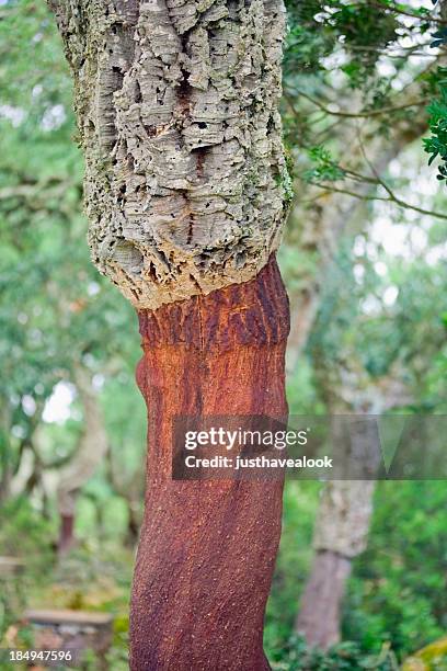 cork oak - cork tree fotografías e imágenes de stock