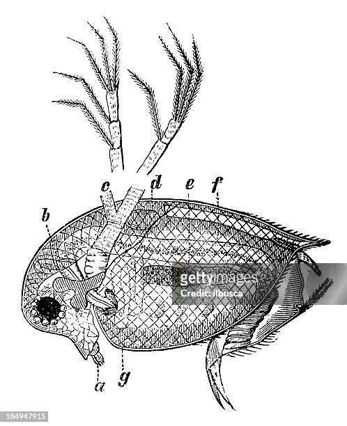 water flea (daphnia pulex) - daphnia stock illustrations