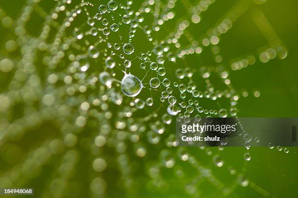 dew drops on a web - spider web stock pictures, royalty-free photos & images