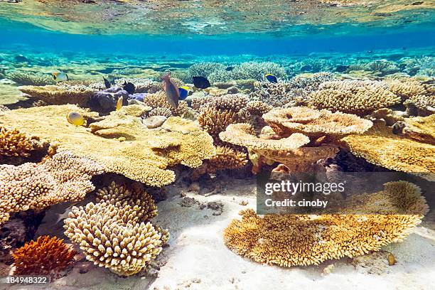 tropischen coral reef - malediven stock-fotos und bilder