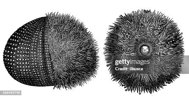 stockillustraties, clipart, cartoons en iconen met common sea urchin (echinus esculentus) - sea urchin