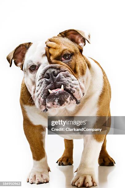 portrait of british bulldog white background - snarling stock pictures, royalty-free photos & images