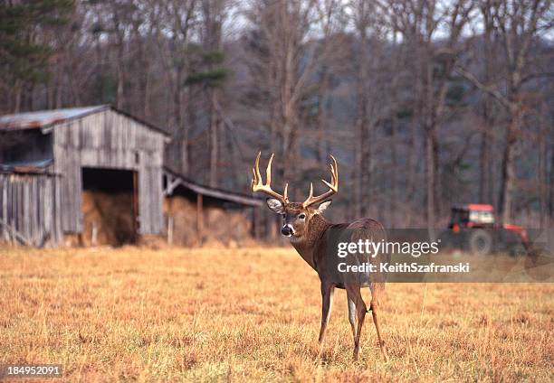 whitetail buck on farm - bucks 個照片及圖片檔