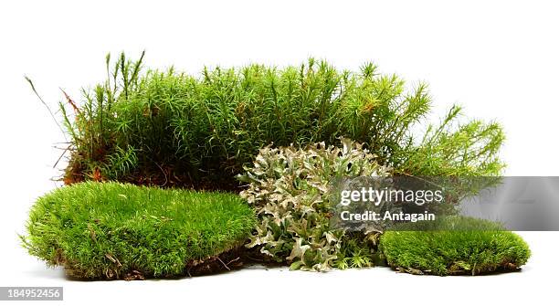 moss - plants white background stock-fotos und bilder