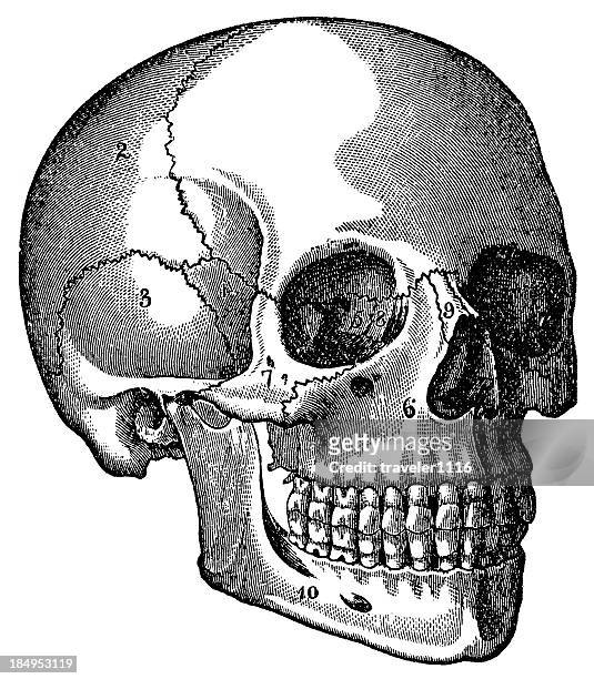 skull - human bone drawing stock illustrations