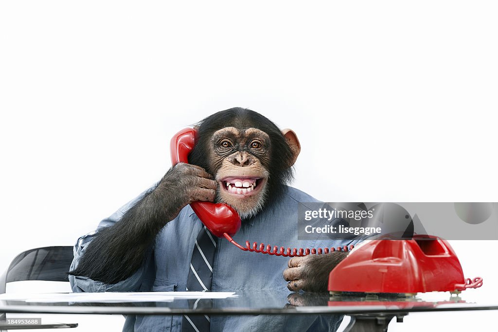 Male chimpanzee in business clothes
