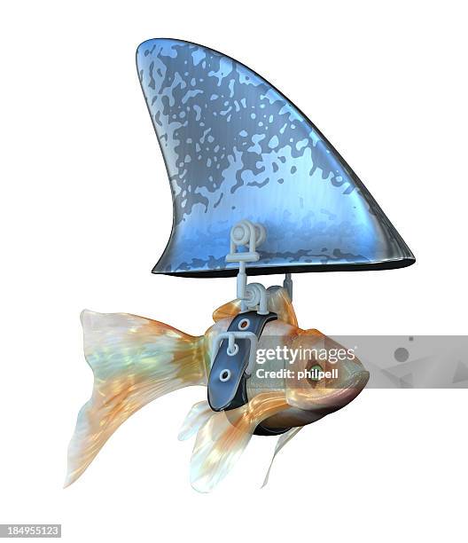 goldfish disguised as a shark - animal fin stock pictures, royalty-free photos & images