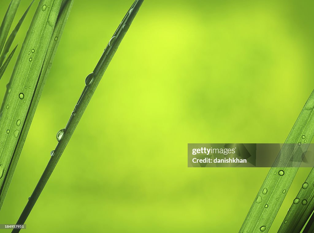 Fresh Rain Water Droplets on Leafs over Green Background XXXXL